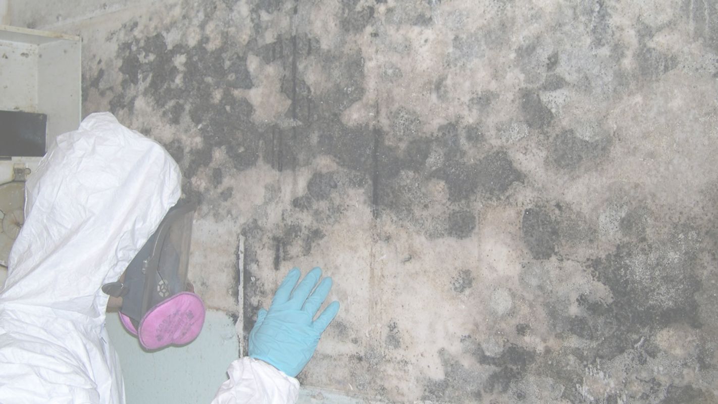 Hire us for Mold Damage Cleanup West Palm Beach, FL
