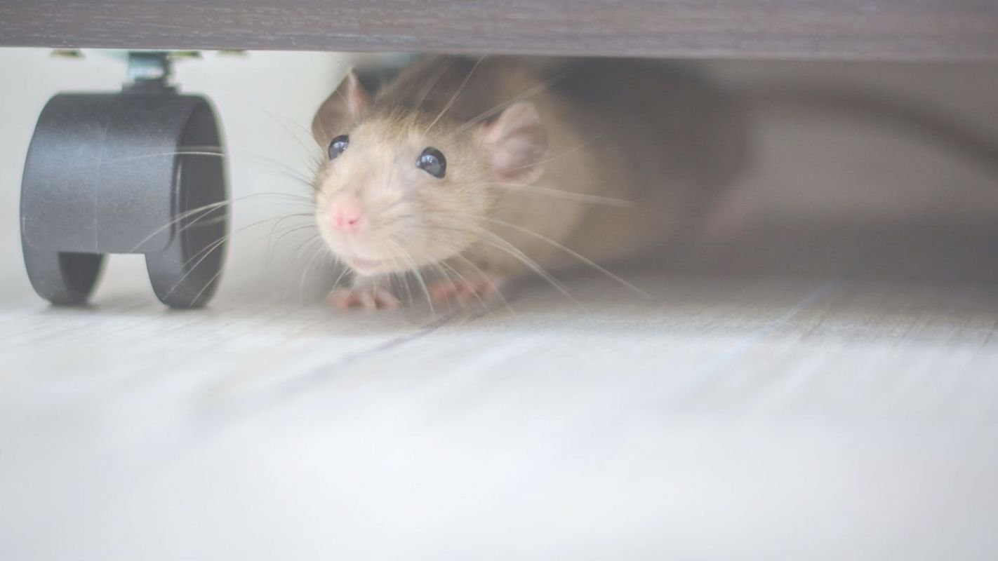 Mice Removal Service – The Best in the Town Kannapolis, NC