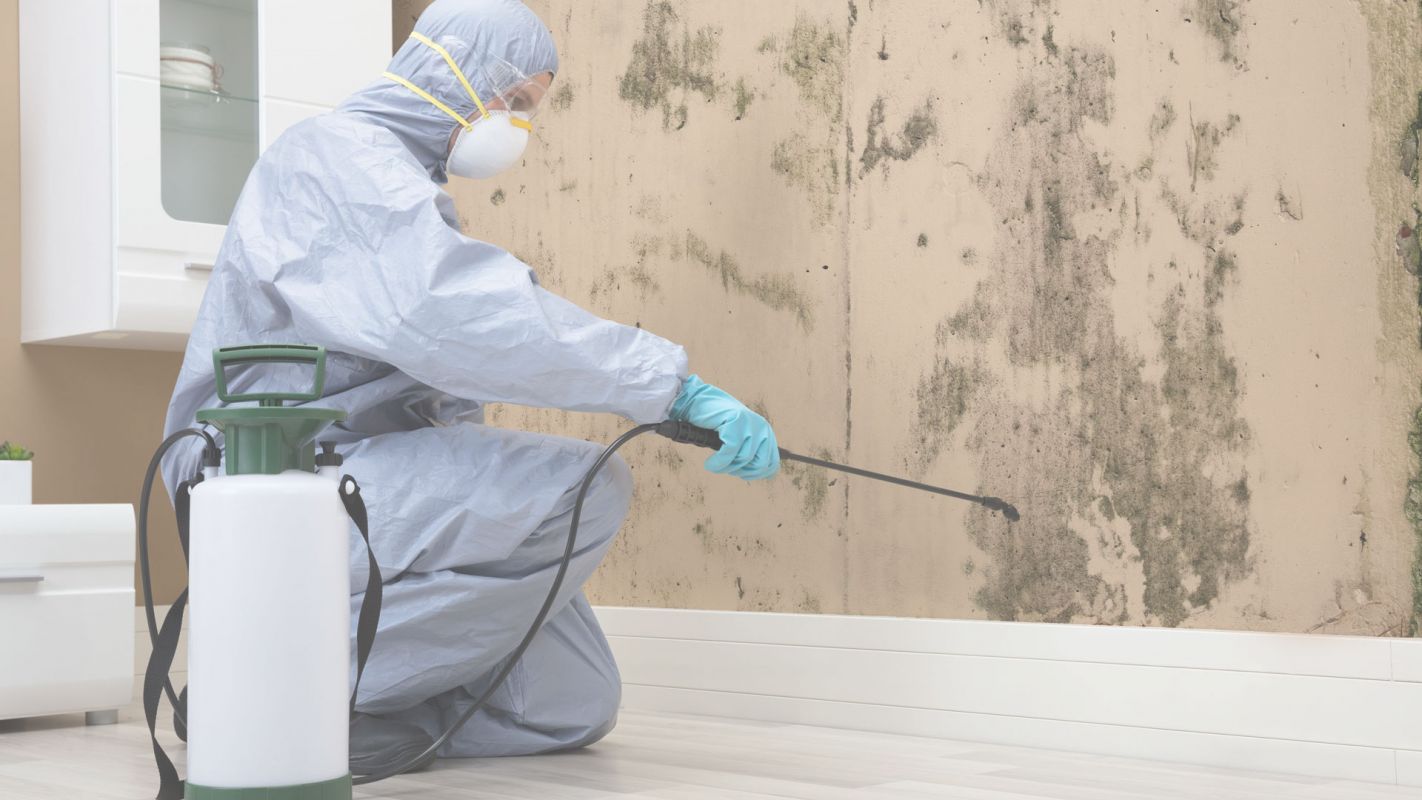 Get back your health with our Mold Removal Services Wilmington, NC