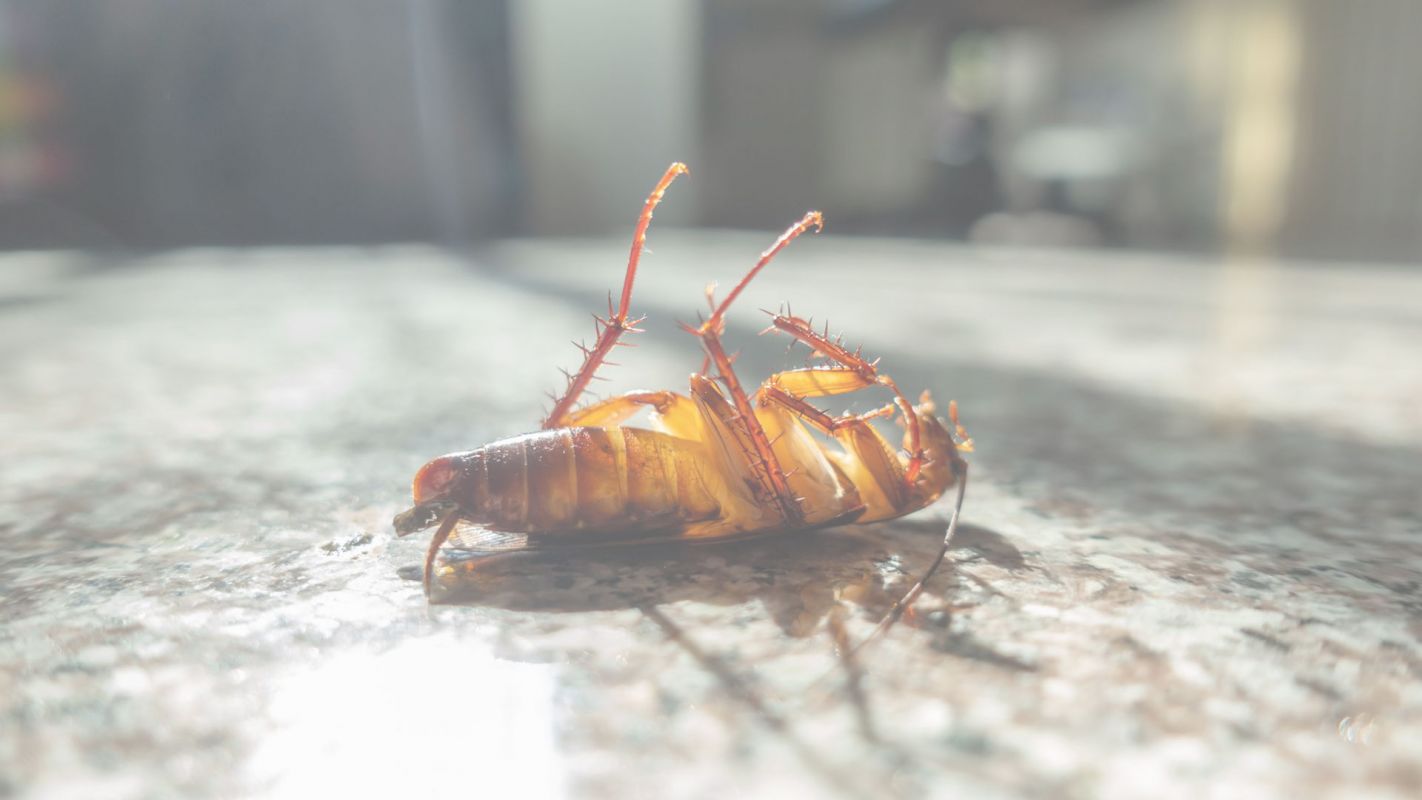 We Fight For You – Cockroach Extermination Charlotte, NC