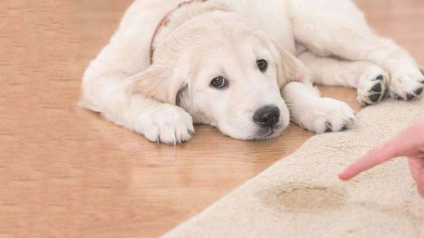 Pet Odor Removal – We Clean it All Spring, TX