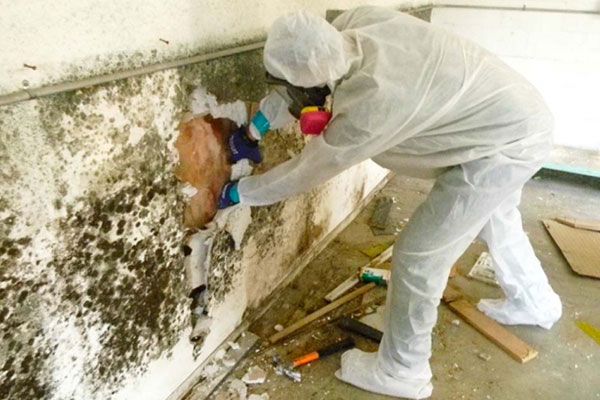 Best Mold Removal Company