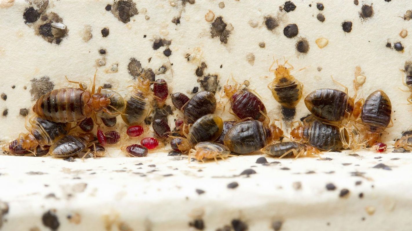 Bed Bug Exterminating Walnut CA