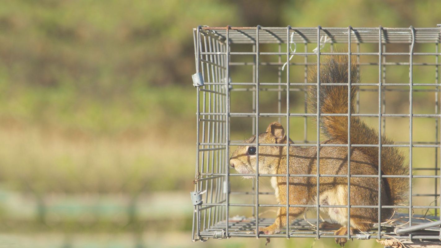 Offering the Best Wildlife Removal Services New Braunfels, TX