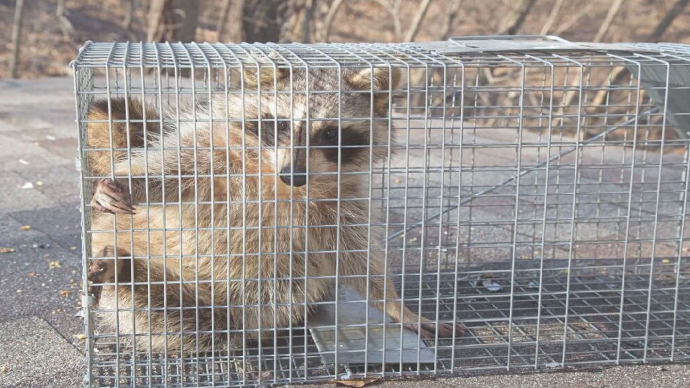 Experts in Providing Wildlife Control Service Seguin, TX