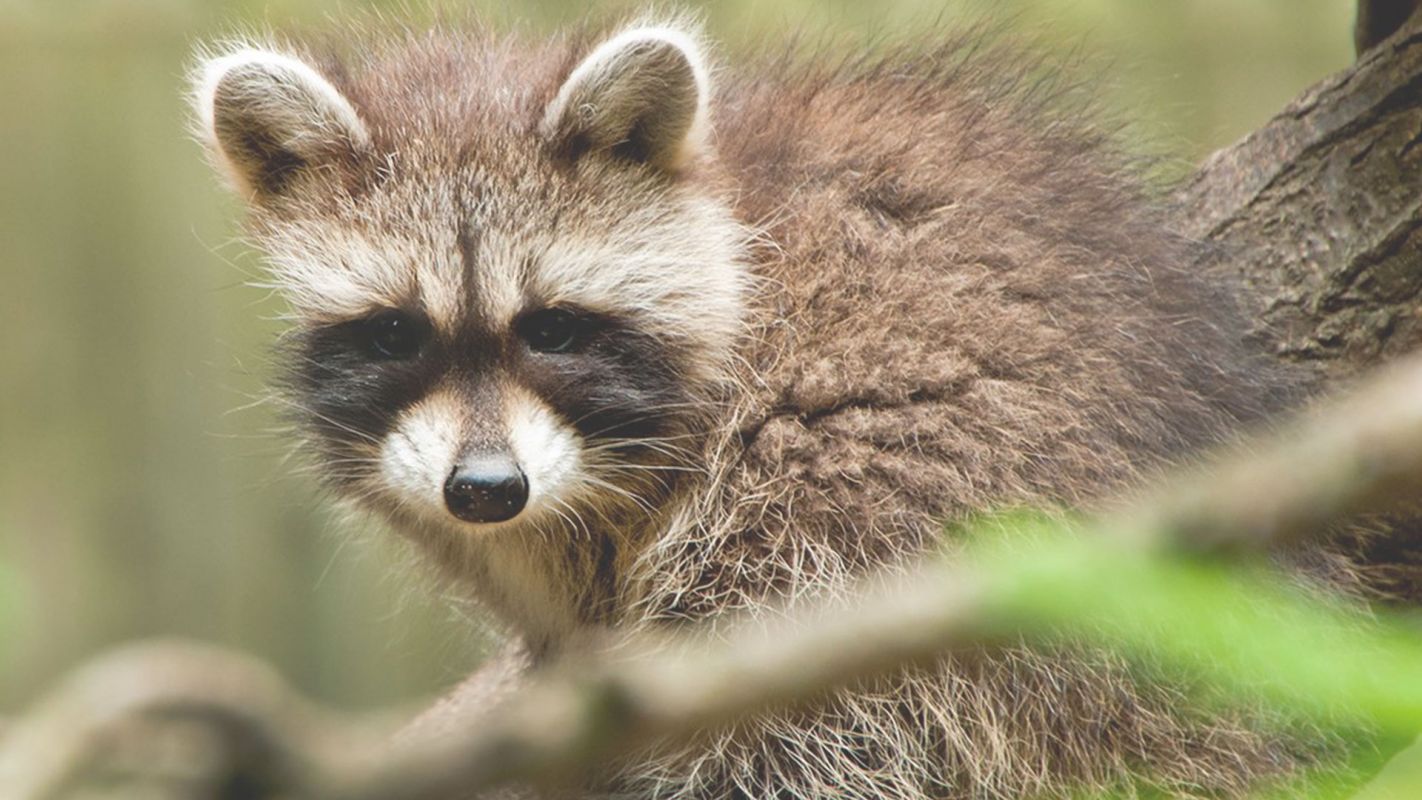 Raccoon Removal with 15-Month Guarantee Seguin, TX