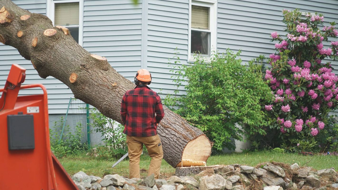 Residential Tree Removal Service – Take Care of Trees Dumfries, VA