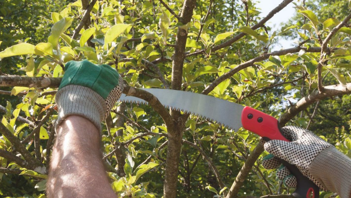 Professional Tree Pruning Service – A Reliable Way to Prune Burke, VA