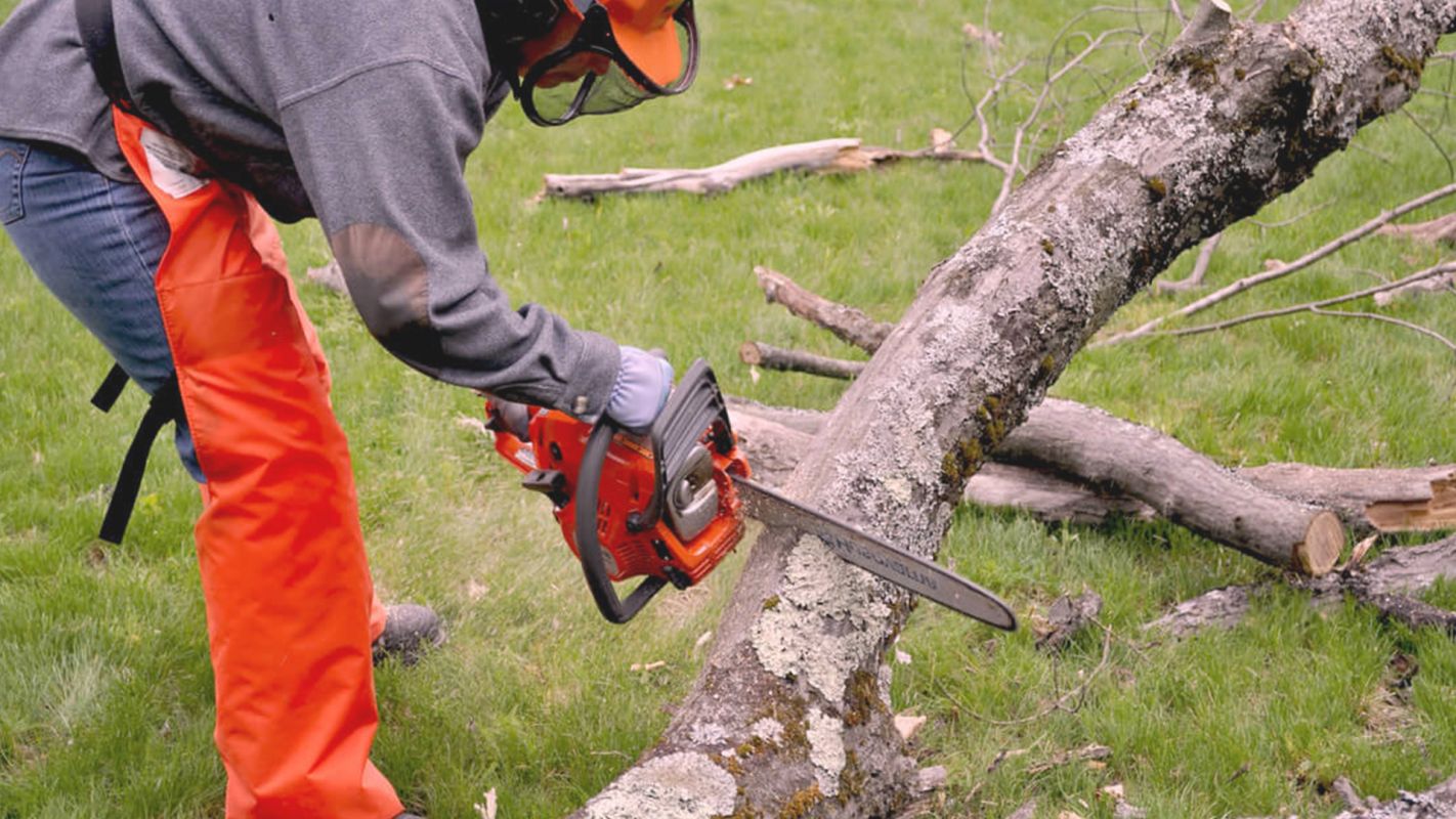 Tree Cutting Service Near You – The Tree Service That Care Burke, VA