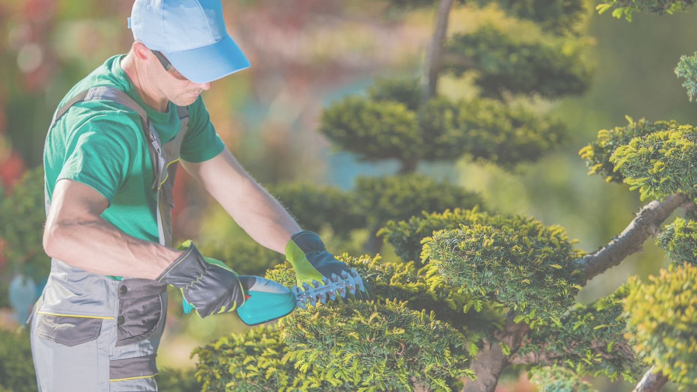 Get the Top Tree Trimming Service in Town! McKinney, TX
