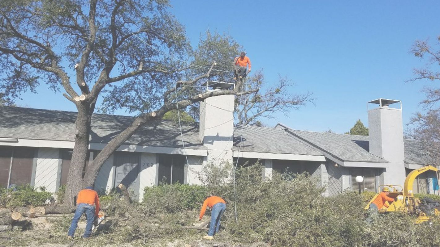 Residential Tree Services for Your House Far North Dallas, TX
