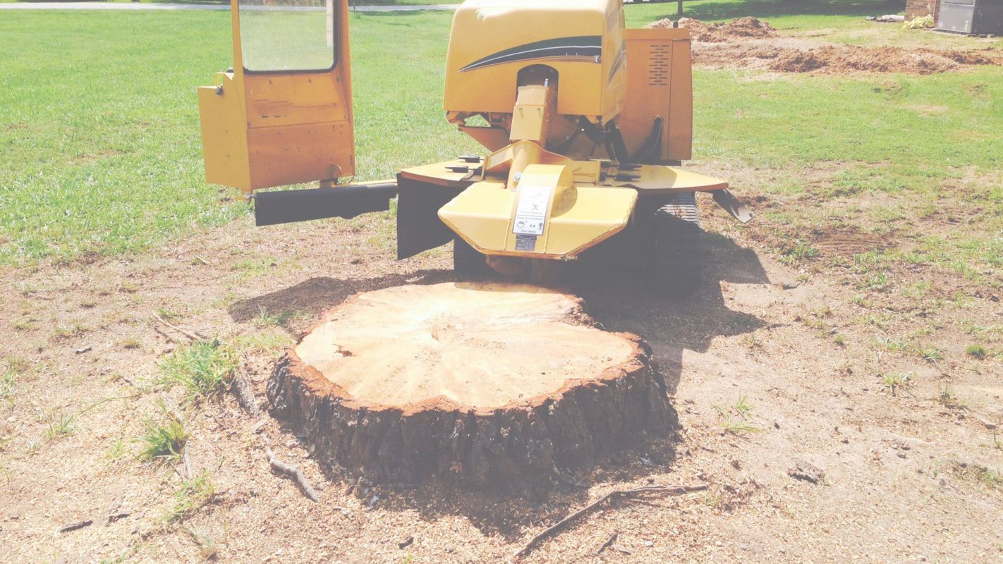 Top Stump Grinding Company in All of Far North Dallas, TX