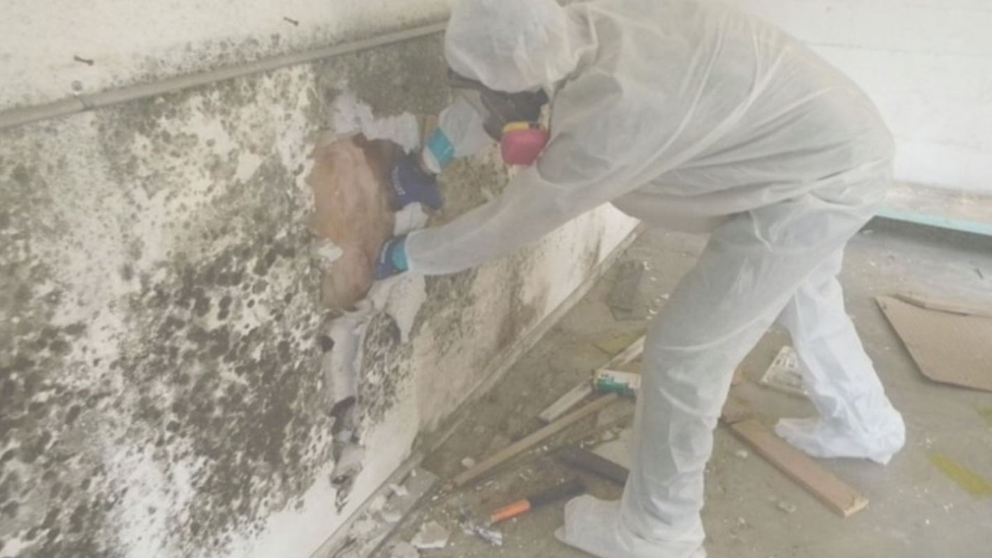 Mold Remediation Cost Portland, OR