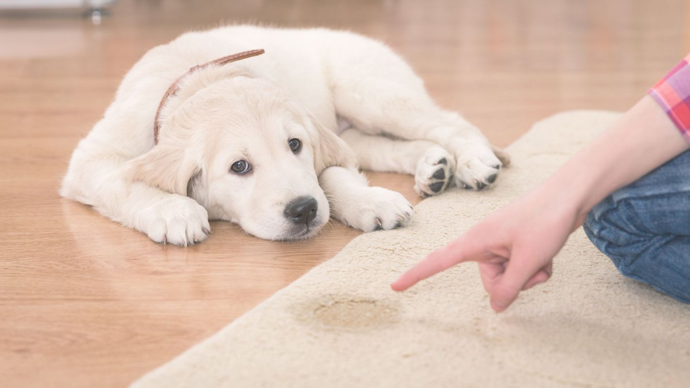 Pet Odor Removal Services for A Cleaner Home Canoga Park, CA