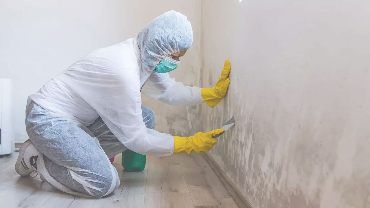 Mold Remediation - Eliminate Mold Once and For All League City, TX