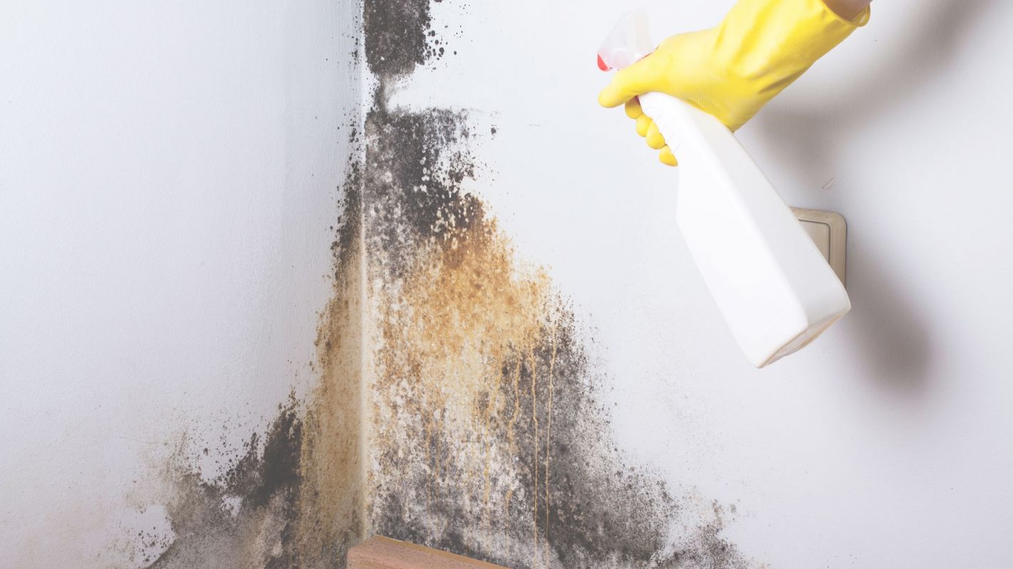 Mold Removal Services Ensuring Complete Eradication Mission Viejo, CA