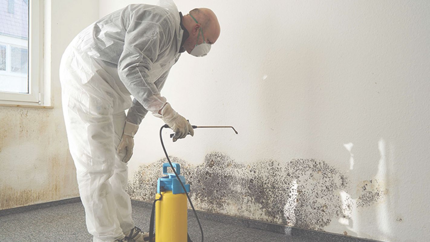 The #1 Mold Remediation Services in Town Long Beach, CA