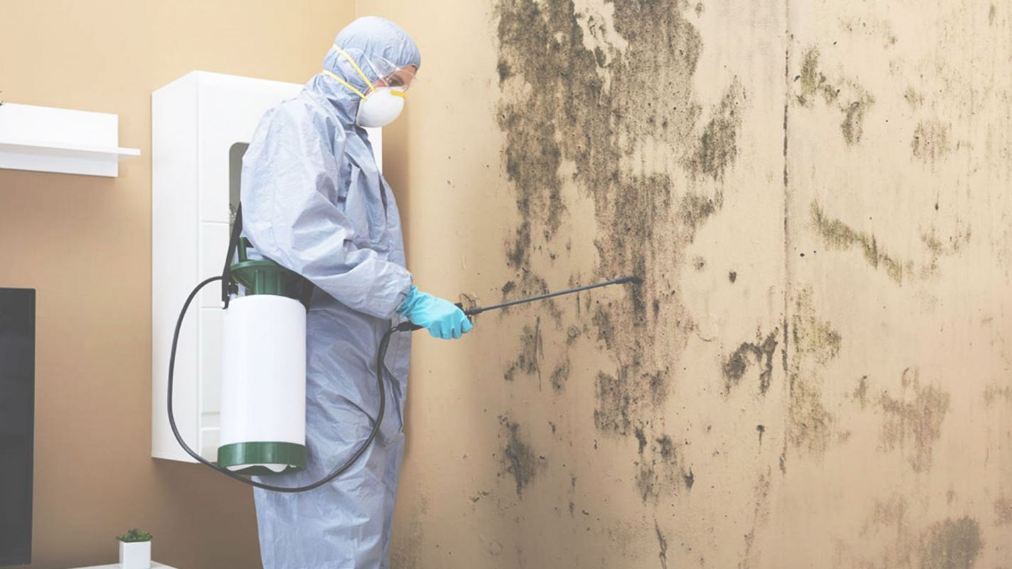 Dependable Mold Remediation for Your Home Long Beach, CA