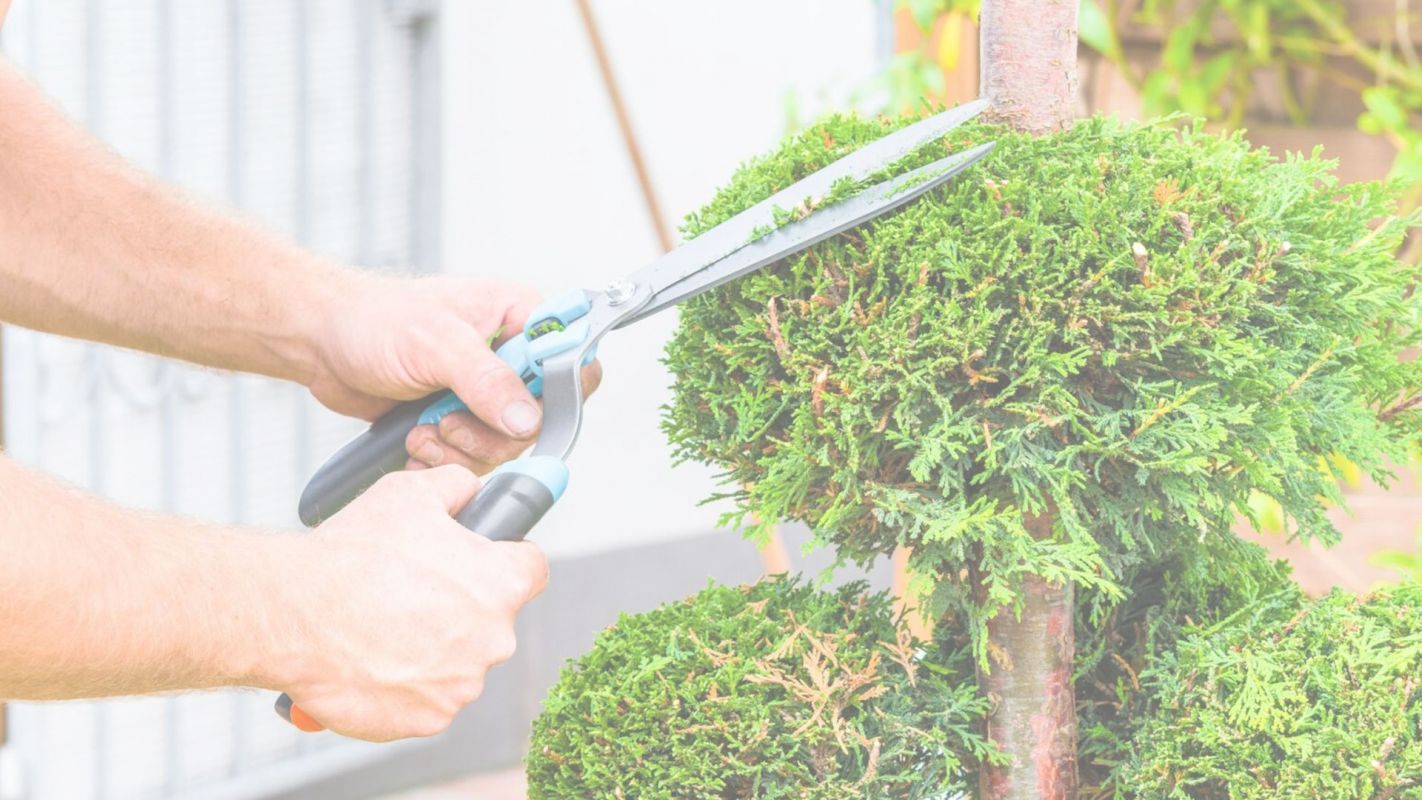 Shaping Your Lawn with Tree Trimming Service East Orange, NJ