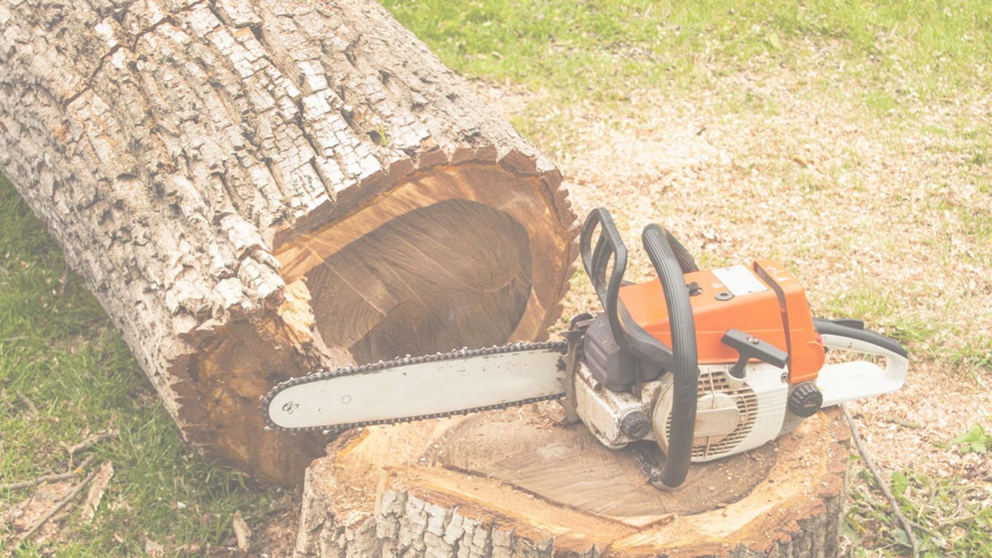 Get the Most Professional Tree Services in East Orange, NJ