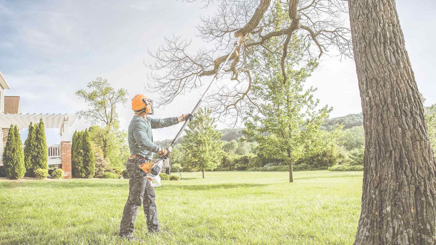 Beautify your Garden with our Professional Tree Trimming Experts East Orange, NJ