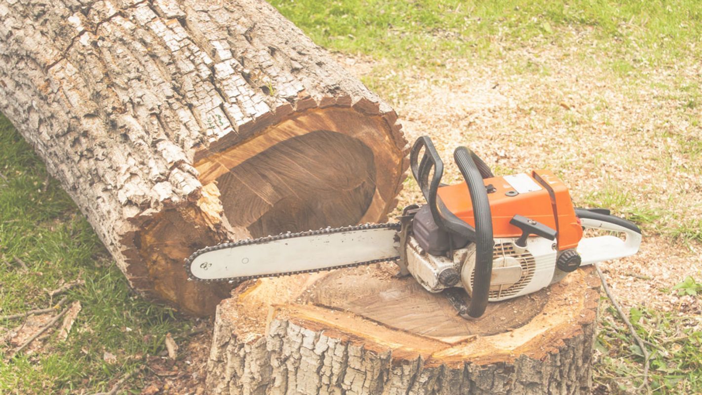 Hire the Most Professional Tree Removal Services in East Orange, NJ