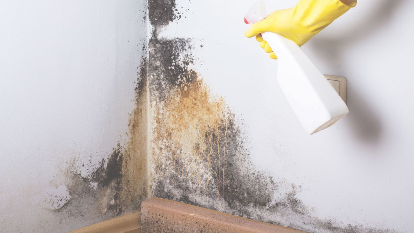 Mold Removal – We are Able to Fix Anything Perris, CA