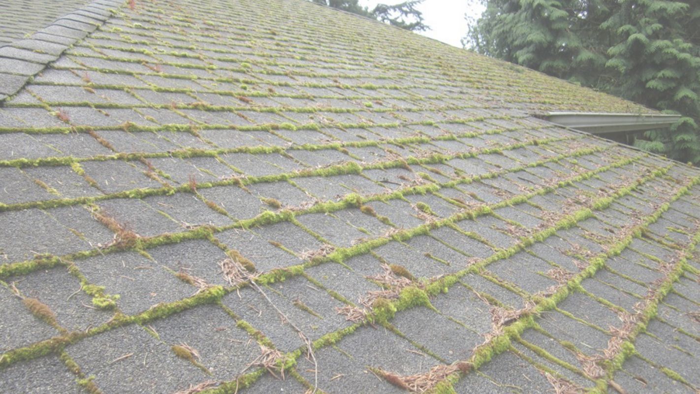Experienced Roof Moss Removal at Your Disposal Richmond, KY