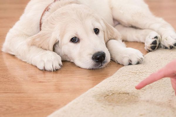 Pet Stain Removal Atlanta GA