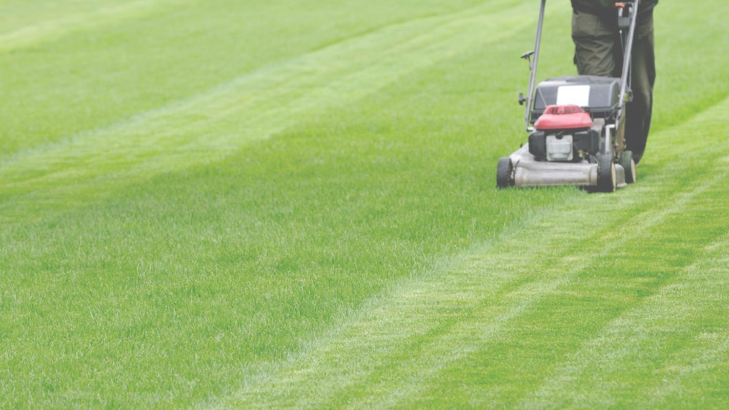 The Perfect Grass Cutting Professionals in New Braunfels, TX