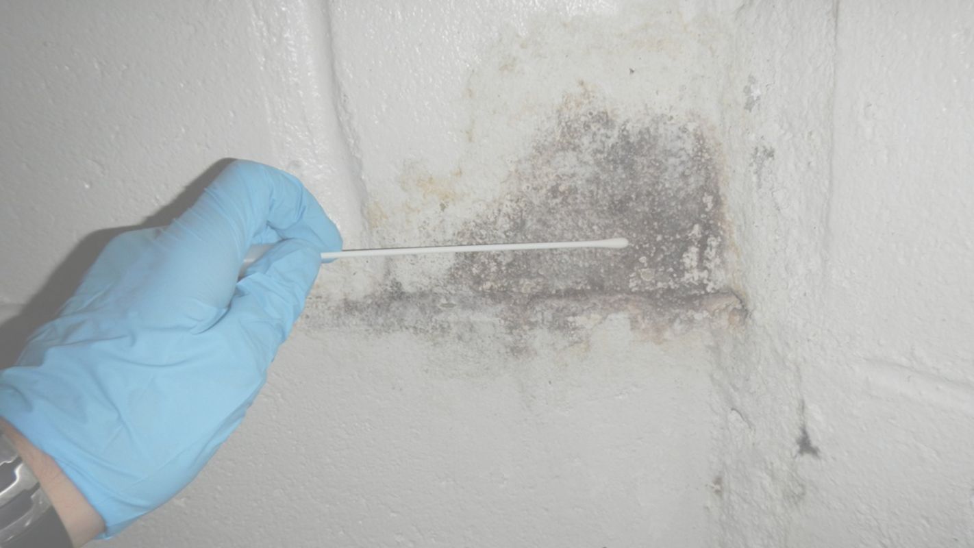 Get Affordable Mold Inspection Sugar Land, TX