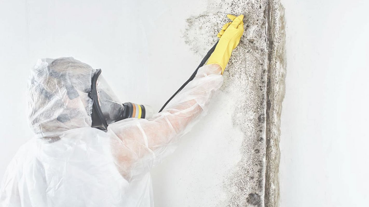 Hire the Best Mold Remediation Contractors in Cabell County, WV