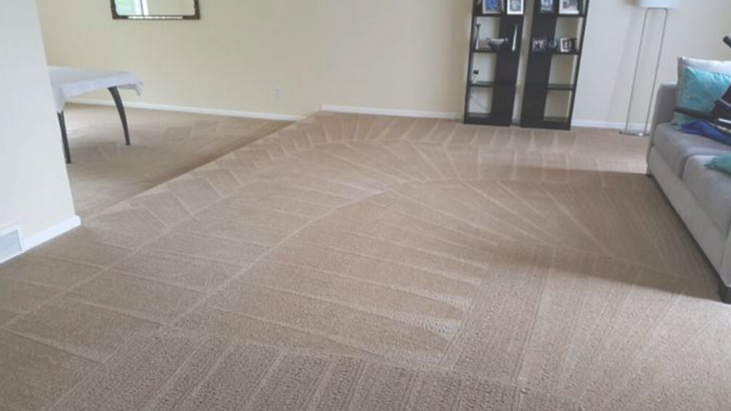 Top Carpet Cleaning Company in Denver, CO