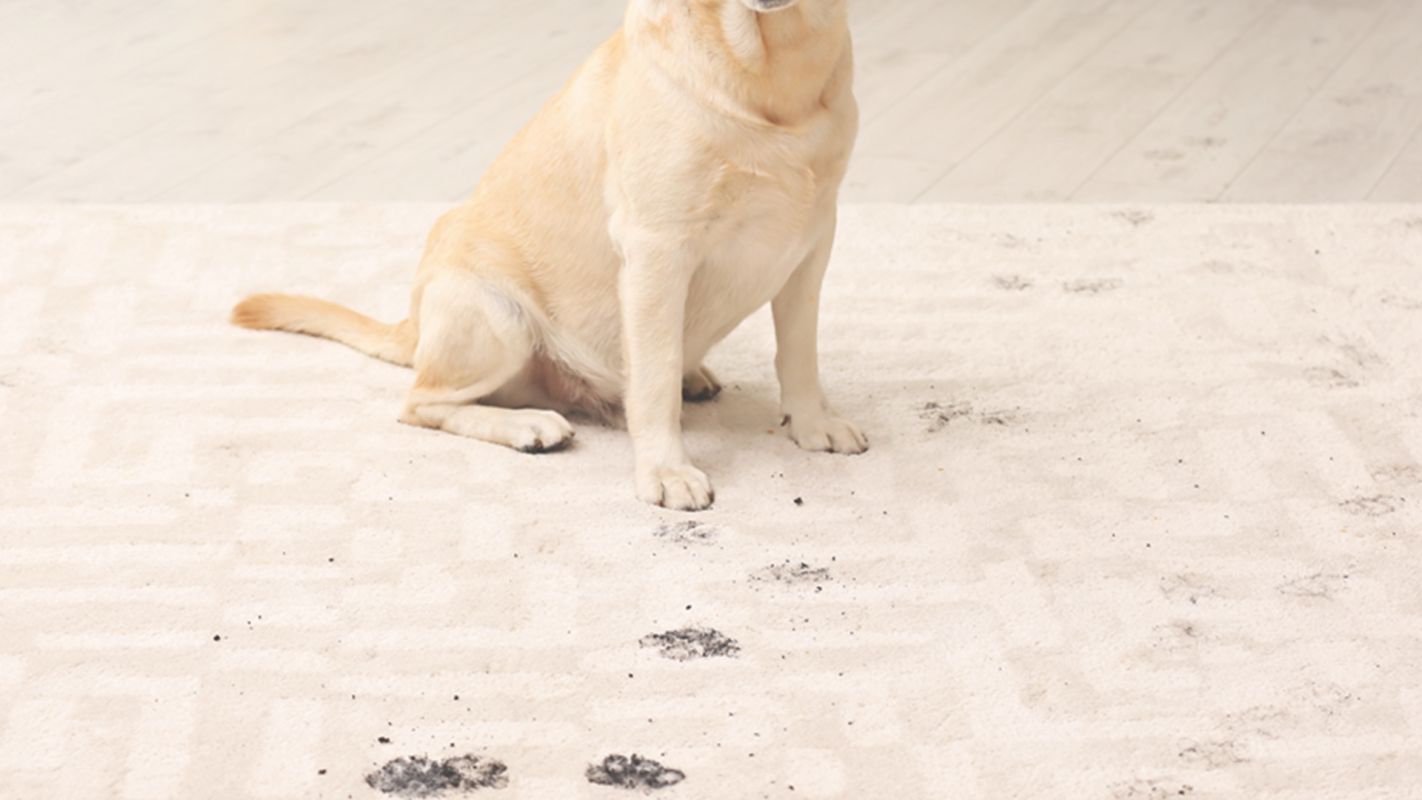 We Offer Effective Pet Stain Removal Services in Denver, CO