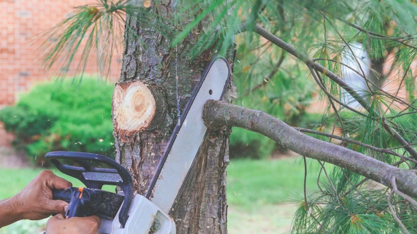 Tree Cutting Services – We do it Better Wabasso Beach, FL
