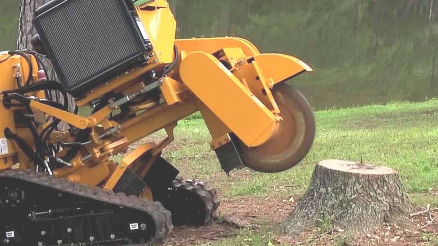 Professional Tree Stump Removal Company at the Right Price Orchid, FL