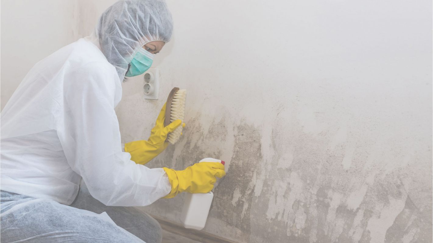 Reputable Mold Removal Company in the Area Decatur, GA