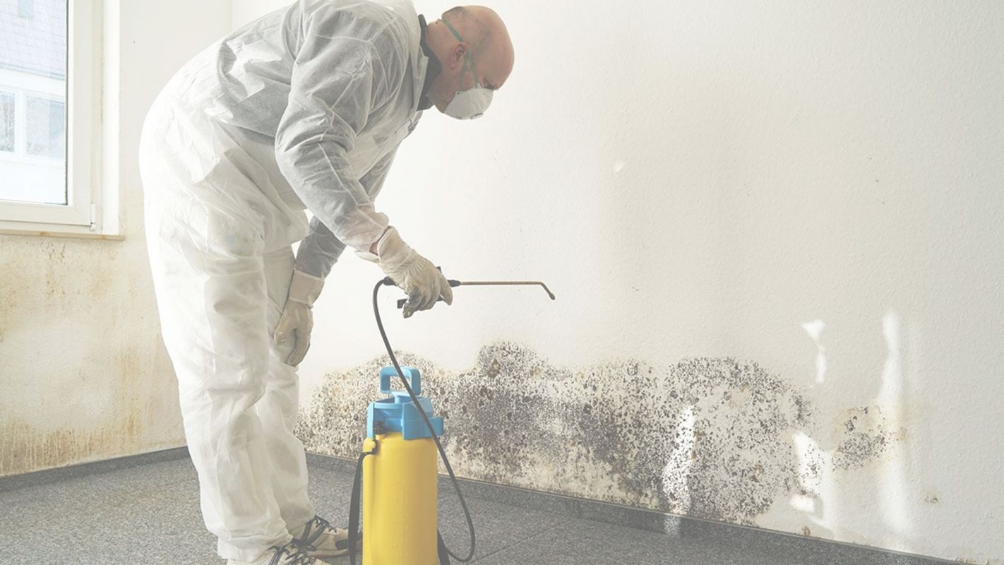 Providing Mold Remediation Cost That is Within Your Budget! Dunwoody, GA