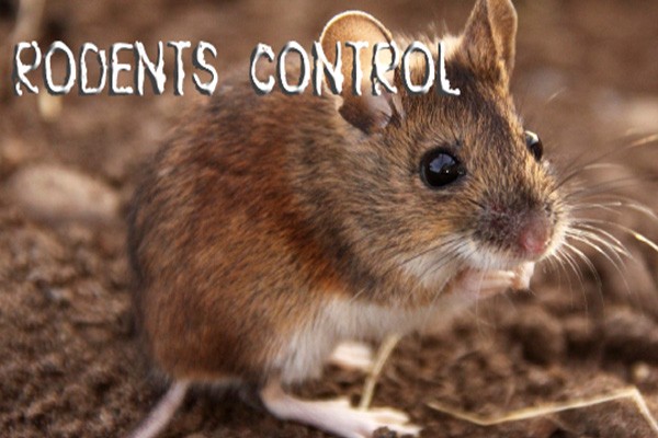 Rodent Removal & Control