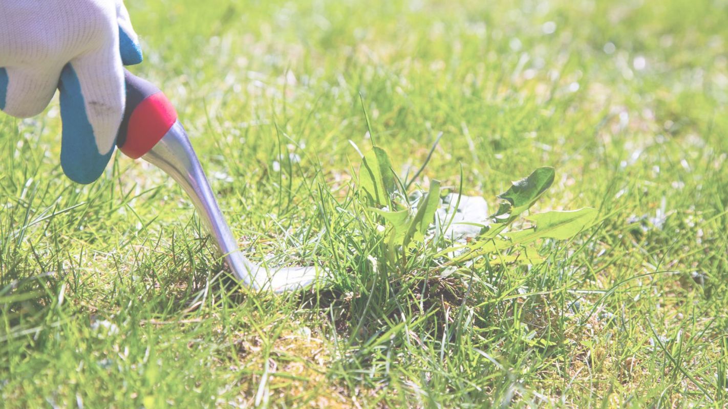 Why is Lawn Weed Control Important? New Hyde Park, NY