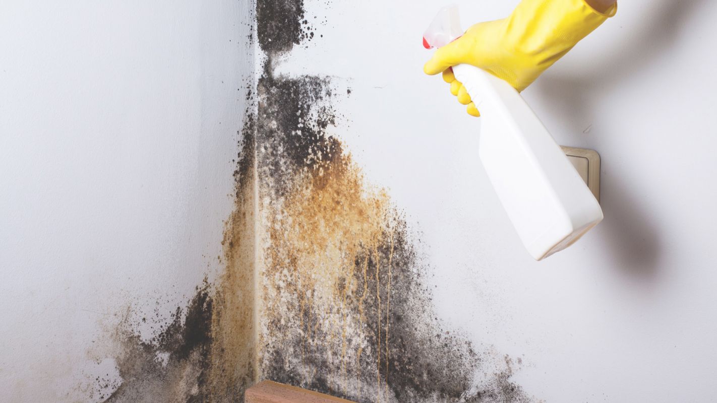 Best Mold Removal Services for a Clean Start Anaheim, CA