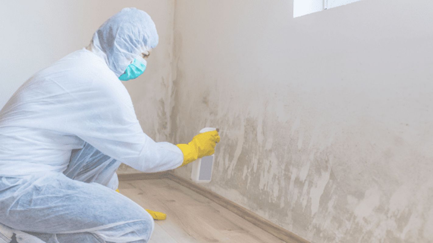 Top of the Line Mold Abatement Service Playa Del Rey, CA