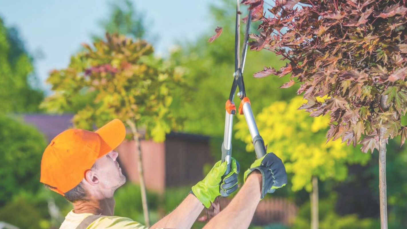 We are a Local Tree Trimming Company Scottsdale, AZ