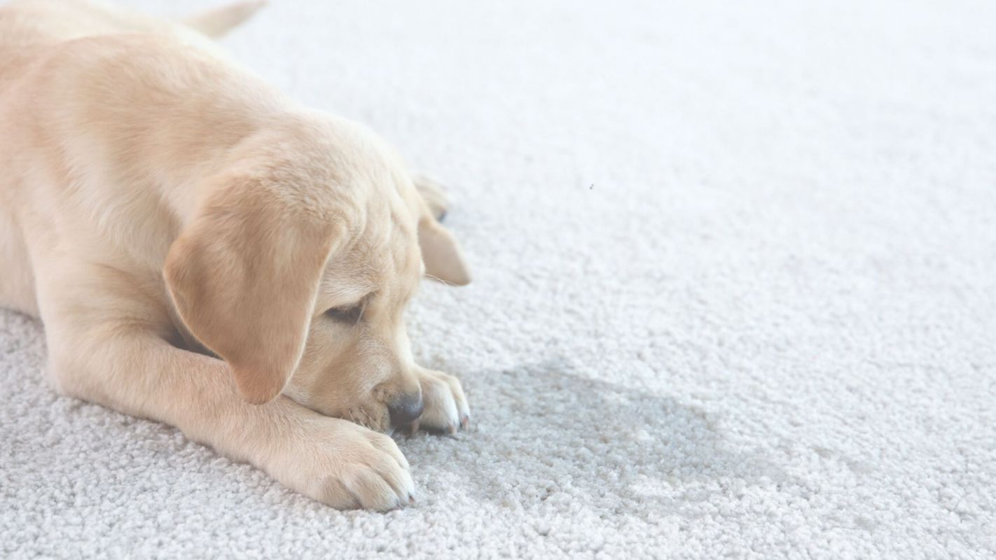 Breathe Fresh – Get Odor Removal Services Newport Beach, CA