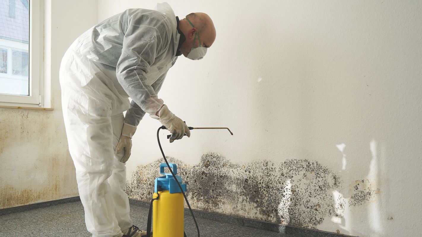 Mold Removal Contractors- Affordable and Proficient! Phoenix, AZ