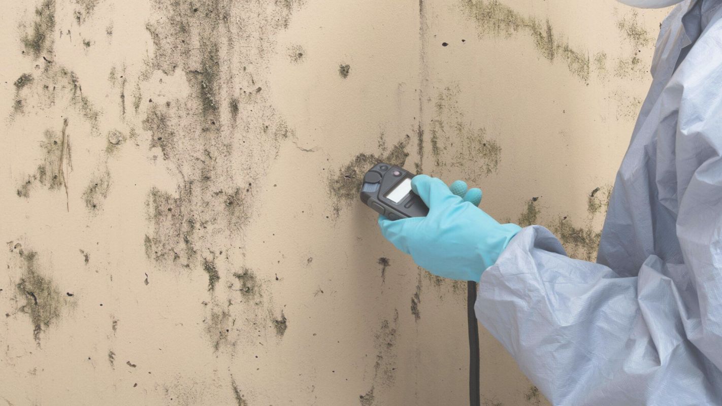 Which Mold Inspector or Inspection Near Me Has the Best Air Quality Testing?
