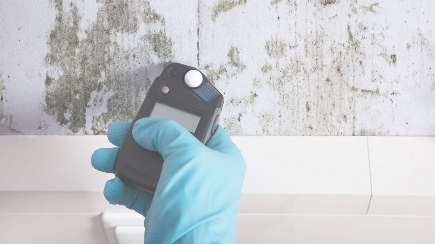 Mold Inspection Services in Forked River, NJ