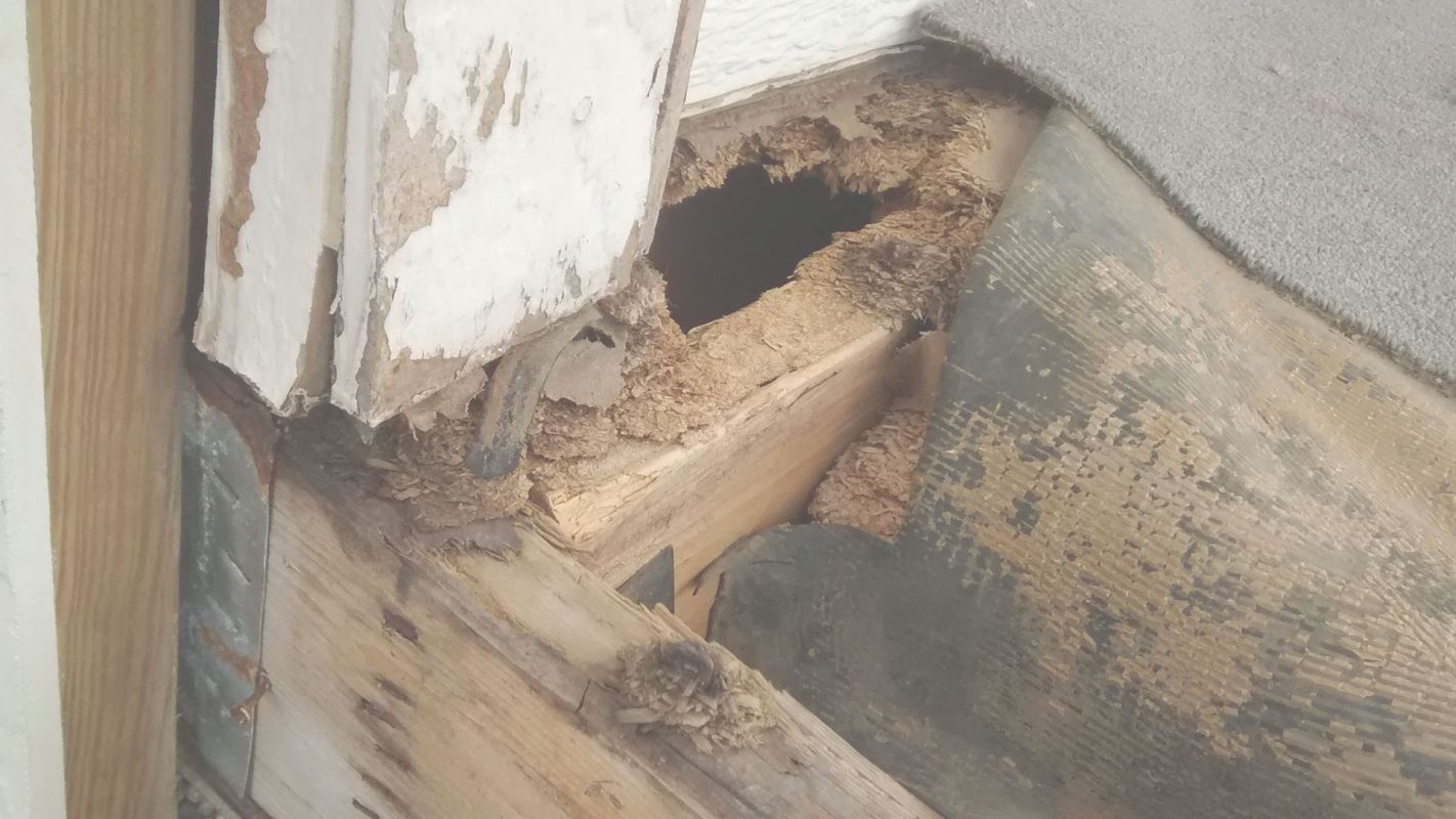 Termite Inspection Service to Get Rid of Termites Tuckerton, NJ