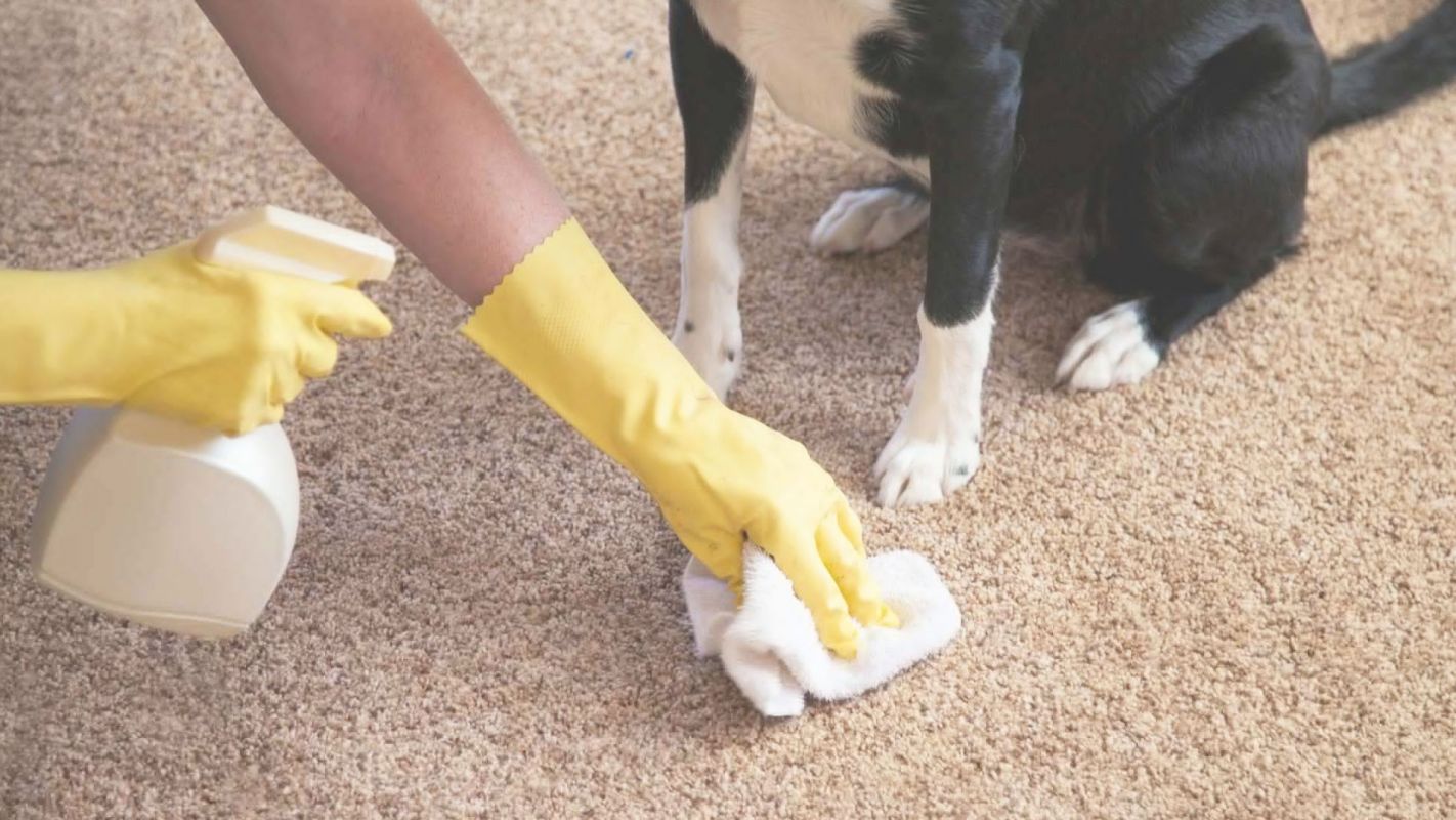 Effective Pet Odor Removal Carpet Cleaning Service Folsom, CA
