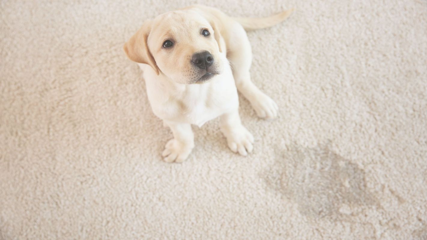 Our Pet Urine Carpet Cleaners Remove Bacteria Folsom, CA